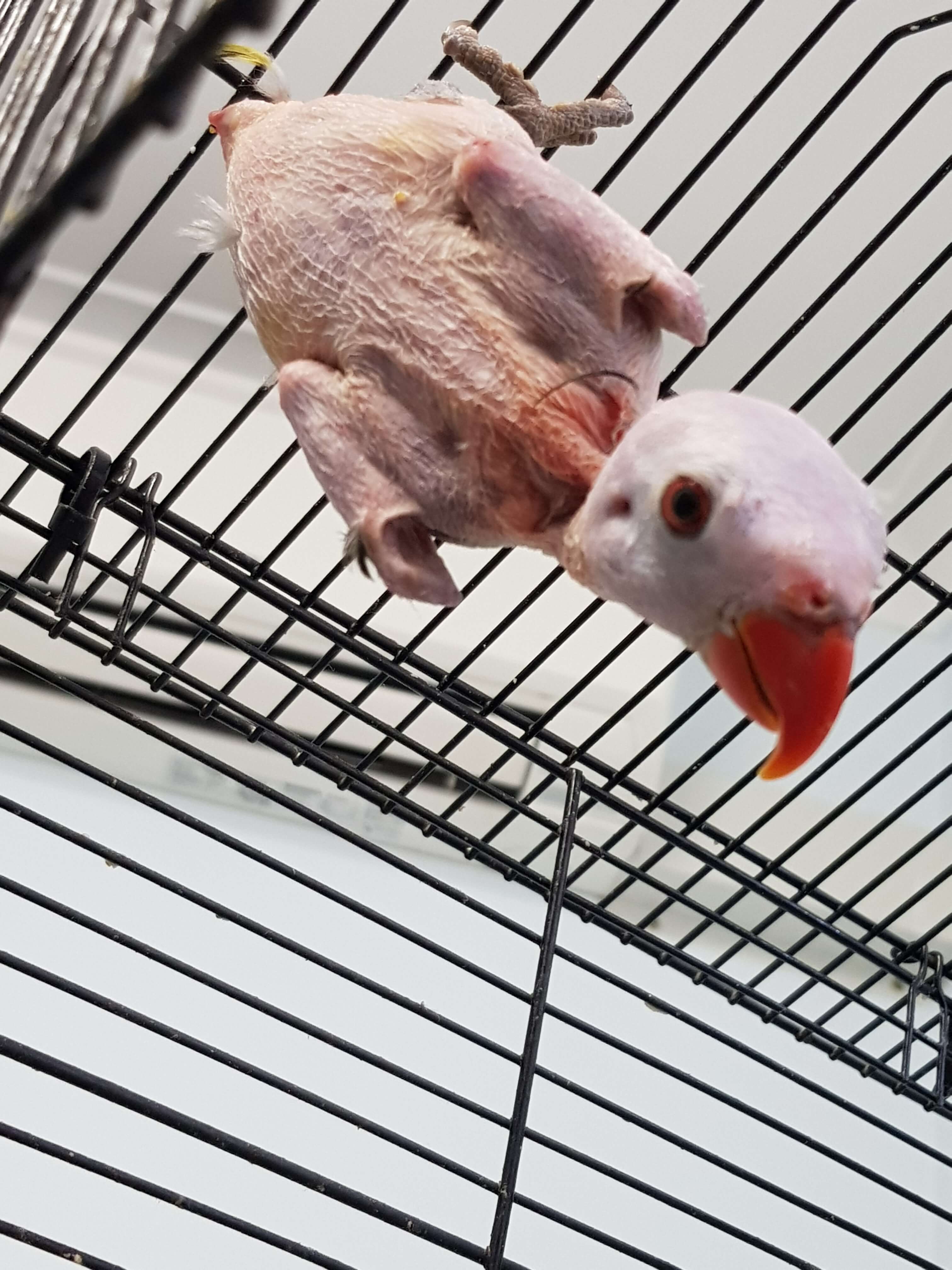 Bird vet near me - Vet for lorries